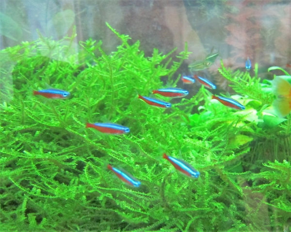 30 Stück Roter Neonsalmler Größe L